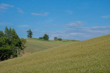 花が咲いたソバ畑と青空

