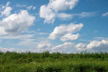 緑の牧草畑と青空
