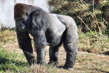 Africa Safari