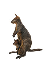 Cutout of a female kangaroo carrying her baby in her pouch, isolated transparent png