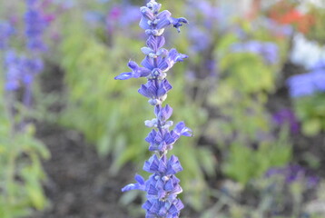 Salvia farinacea flower