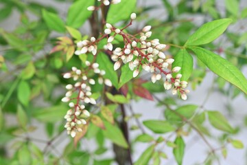 Heavenly bamboo (Nandina domestica). Berberidaceae evergreen shrub. Produces panicles of six-petaled white flowers in early summer.