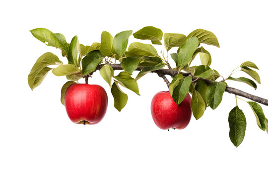 red apples on a branch