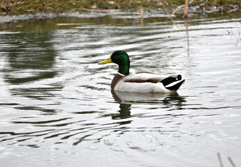 Obraz premium Floating Mallard Duck