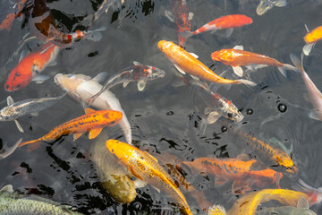 goldfish in the pond