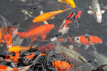 Various cool colored koi fish in the pond