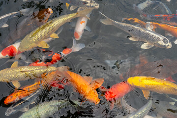 koi fish swimming in a pond