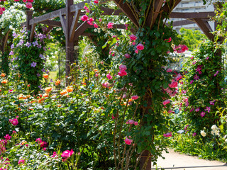 満開に花が咲く薔薇園の風景