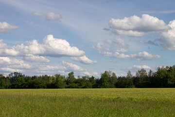 gräser, felder, wilde blüten:  Horizont
