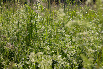 gräser, felder, blüten: wildgras, wilder flieder, 
