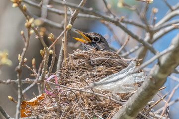 American robin sitting in a nest.