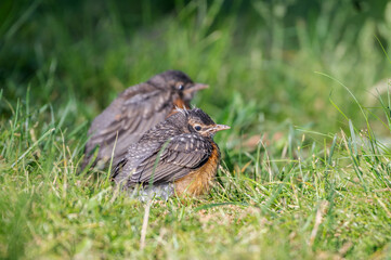 Closeup of a baby American robin.