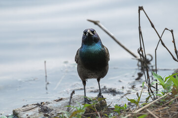 Closeup of a common grackle and its iridescent feathers.