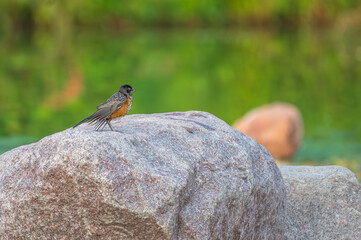 American robin.