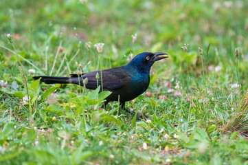 Closeup of a common grackle and its iridescent feathers.