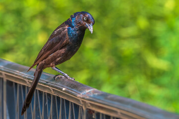 Closeup of a common grackle and its iridescent feathers.