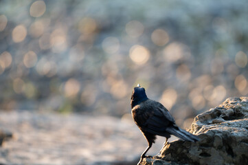 Closeup of a common grackle and its iridescent feathers.