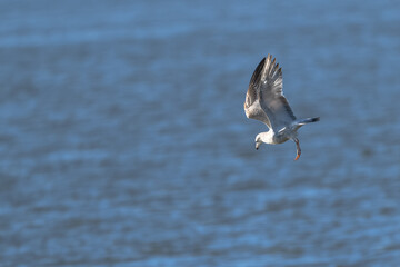 Closeup of a ring-billed gull in flight.