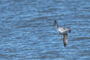 Closeup of a ring-billed gull in flight.