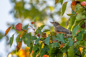 Closeup of an American robin.