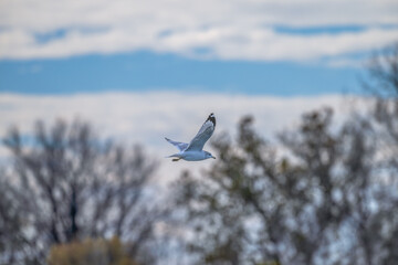 Closeup of a ring-billed gull in flight.