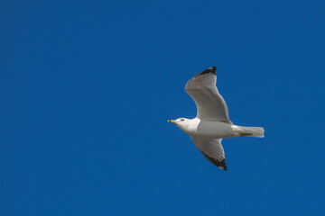 Closeup of a ring-billed gull in flight.
