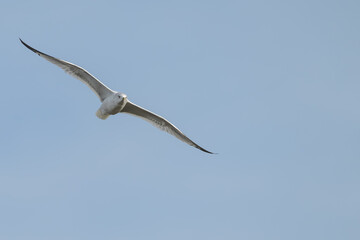 Closeup of a ring-billed gull in flight.