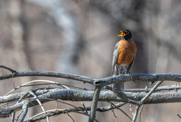 Closeup of an American robin.