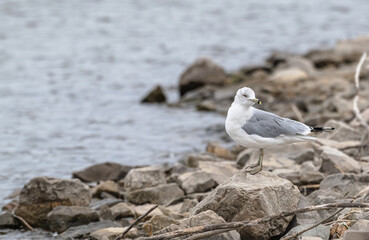 Closeup of a ring-billed gull.