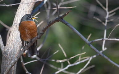 Closeup of an American robin.