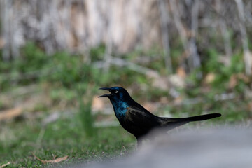 Closeup of a common grackle.