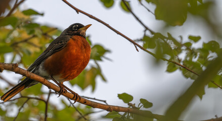 Closeup of an American robin.