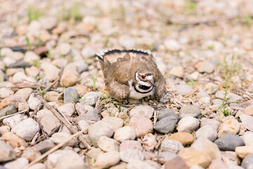 A rock wren is hiding among the little rocks and pebbles, hiding her eggs 