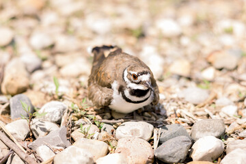 A little rock wren bird protecting her nest of eggs in the middle of pebbles 