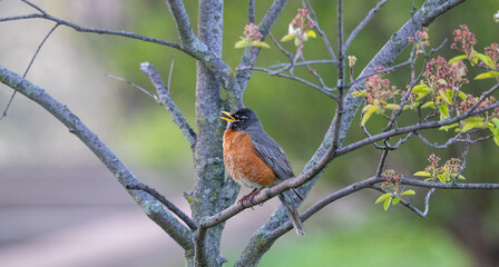 Closeup of an American robin.