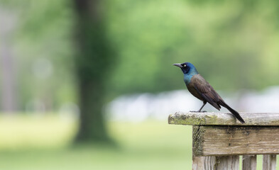 Closeup of a common grackle and its iridescent feathers.
