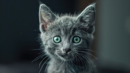 Obraz premium A calm grey kitten gazes into the camera with its striking green eyes