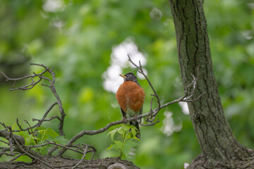 Closeup of an American robin.