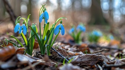 Close up of lovely blue snowdrop flowers in a forest clearing