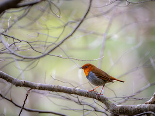 森の中で静かに枝に留まっているコマドリの雄
