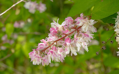 サラサウツギが満開