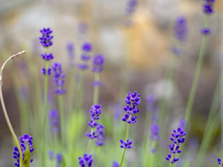 風に揺れるラベンダーの花