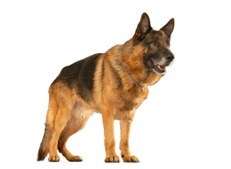 German Shepherd isolated. full length