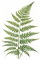 Graceful Fern Watercolor Painting on White Background for Natural Art Decor