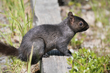 Eastern gray squirrel at Maplewood Mudflats Wild Bird Trust in North Vancouver, British Columbia, Canada