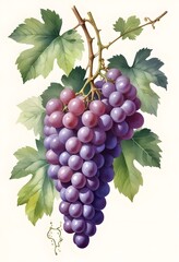 Vintage Watercolor Painting of Grape Bunch on White Background