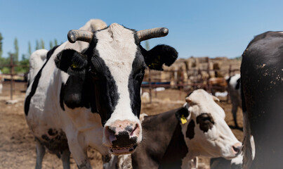 cow and herd of cows in a farm