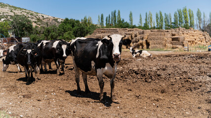 cow and herd of cows in a farm