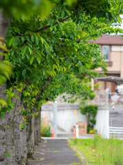 新緑の桜並木と歩道