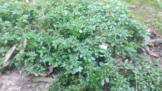 Fresh Pilea plant